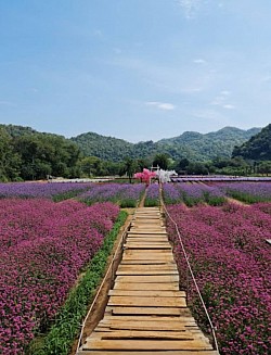 北海道考艾花卉公园